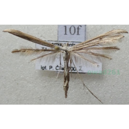 Emmelina monodactyla (Linnaeus, 1758) Piórolotek zwyczajny Czech10f